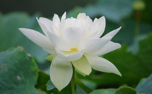 紫微斗数|十二宫之父母宫详解