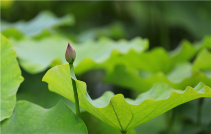 “六月六‘重阴节’，三送三不送”是什么意思？