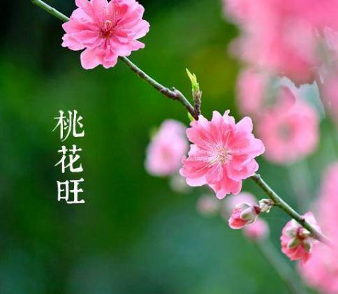 什么八字越老越有桃花？【婚姻算命】