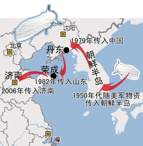 什么是美国白蛾？