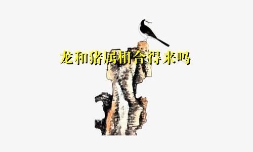 龙和猪属相合得来吗