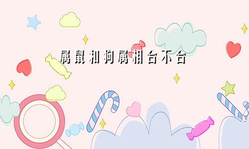 属鼠和狗属相合不合