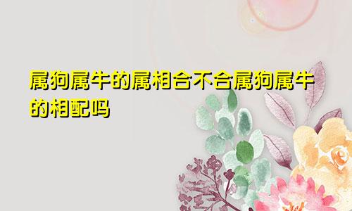 属狗属牛的属相合不合属狗属牛的相配吗