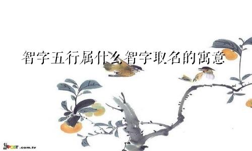 智字五行属什么智字取名的寓意