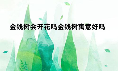 金钱树会开花吗金钱树寓意好吗