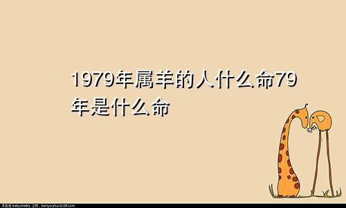 1979年属羊的人什么命79年是什么命