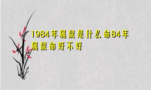 1984年属鼠是什么命84年属鼠命好不好