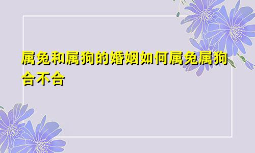 属兔和属狗的婚姻如何属兔属狗合不合