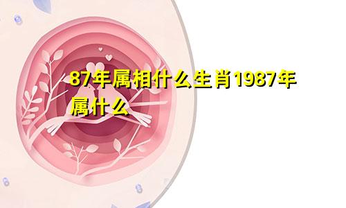 87年属相什么生肖1987年属什么