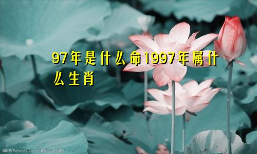 97年是什么命1997年属什么生肖