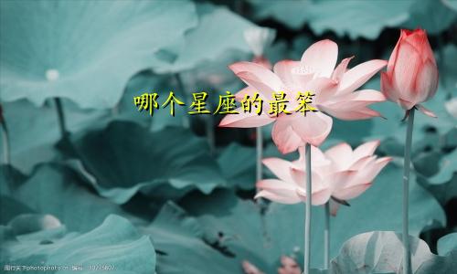 哪个星座的最笨