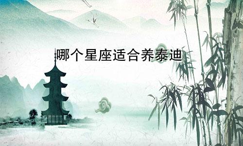 哪个星座适合养泰迪