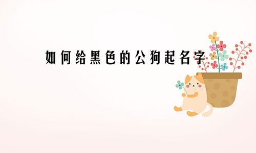 如何给黑色的公狗起名字