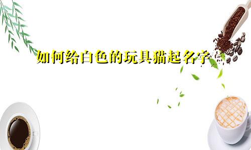 如何给白色的玩具猫起名字