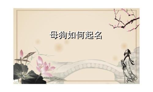 母狗如何起名