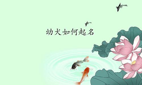 幼犬如何起名