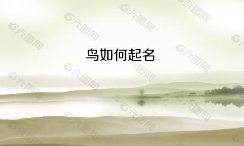 鸟如何起名