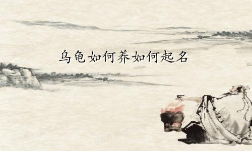 乌龟如何养如何起名