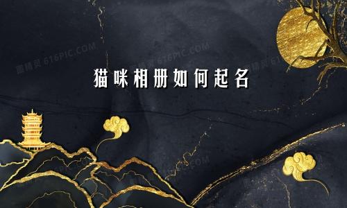猫咪相册如何起名