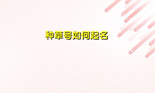 种草号如何起名
