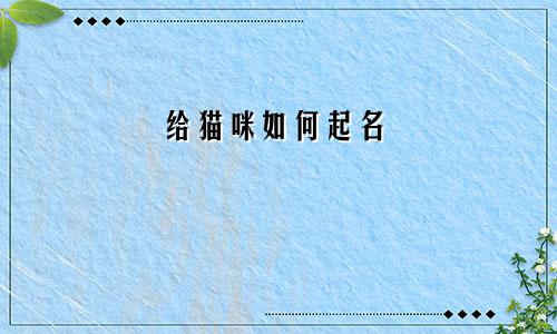 给猫咪如何起名