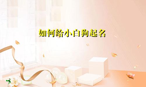 如何给小白狗起名